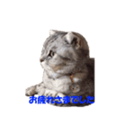ねこちゃんのStamp（個別スタンプ：5）
