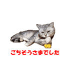 ねこちゃんのStamp（個別スタンプ：6）