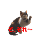 ねこちゃんのStamp（個別スタンプ：7）