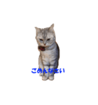 ねこちゃんのStamp（個別スタンプ：8）
