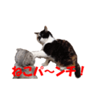 ねこちゃんのStamp（個別スタンプ：9）