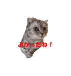 ねこちゃんのStamp（個別スタンプ：11）