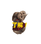 ねこちゃんのStamp（個別スタンプ：15）