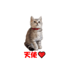 ねこちゃんのStamp（個別スタンプ：16）