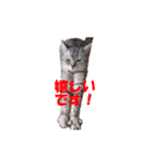 ねこちゃんのStamp（個別スタンプ：17）