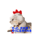 ねこちゃんのStamp（個別スタンプ：18）