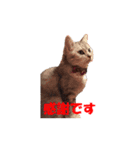 ねこちゃんのStamp（個別スタンプ：19）