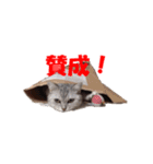 ねこちゃんのStamp（個別スタンプ：22）