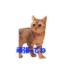 ねこちゃんのStamp（個別スタンプ：23）