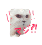 うちのねこさん4（個別スタンプ：2）