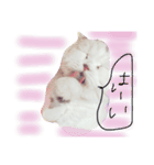 うちのねこさん4（個別スタンプ：5）