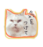 うちのねこさん4（個別スタンプ：12）