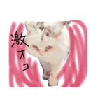うちのねこさん4（個別スタンプ：14）