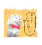 うちのねこさん4（個別スタンプ：16）