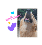 SABIANDOG（個別スタンプ：6）