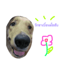 SABIANDOG（個別スタンプ：7）