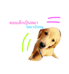 SABIANDOG（個別スタンプ：9）