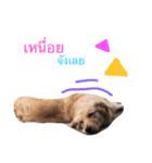 SABIANDOG（個別スタンプ：12）