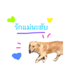 SABIANDOG（個別スタンプ：13）