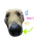 SABIANDOG（個別スタンプ：15）