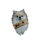 lifestyletoranpu-pomeranian3（個別スタンプ：1）