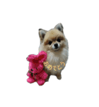 lifestyletoranpu-pomeranian3（個別スタンプ：4）