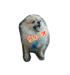 lifestyletoranpu-pomeranian3（個別スタンプ：11）