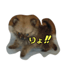 lifestyletoranpu-pomeranian3（個別スタンプ：13）