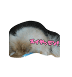 lifestyletoranpu-pomeranian3（個別スタンプ：15）