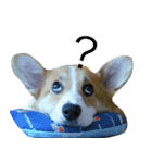 corgi newnew's life v1.0（個別スタンプ：1）