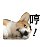 corgi newnew's life v1.0（個別スタンプ：2）