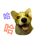 corgi newnew's life v1.0（個別スタンプ：3）