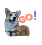 corgi newnew's life v1.0（個別スタンプ：4）