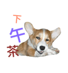 corgi newnew's life v1.0（個別スタンプ：5）