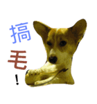 corgi newnew's life v1.0（個別スタンプ：8）