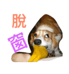 corgi newnew's life v1.0（個別スタンプ：12）