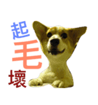 corgi newnew's life v1.0（個別スタンプ：13）