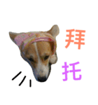 corgi newnew's life v1.0（個別スタンプ：14）