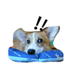 corgi newnew's life v1.0（個別スタンプ：16）