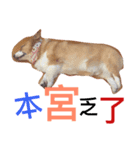 BJ's corgi Feeling（個別スタンプ：2）