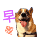 BJ's corgi Feeling（個別スタンプ：5）