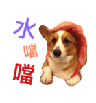 BJ's corgi Feeling（個別スタンプ：7）