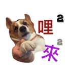 BJ's corgi Feeling（個別スタンプ：9）