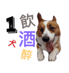 BJ's corgi Feeling（個別スタンプ：12）