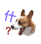 BJ's corgi Feeling（個別スタンプ：13）