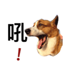 BJ's corgi Feeling（個別スタンプ：16）