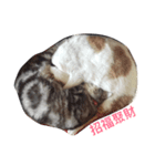 Fi＆Li Life1（個別スタンプ：5）