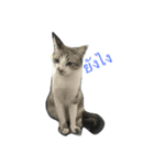 meow meow ja（個別スタンプ：1）