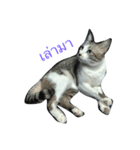 meow meow ja（個別スタンプ：2）
