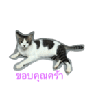 meow meow ja（個別スタンプ：3）